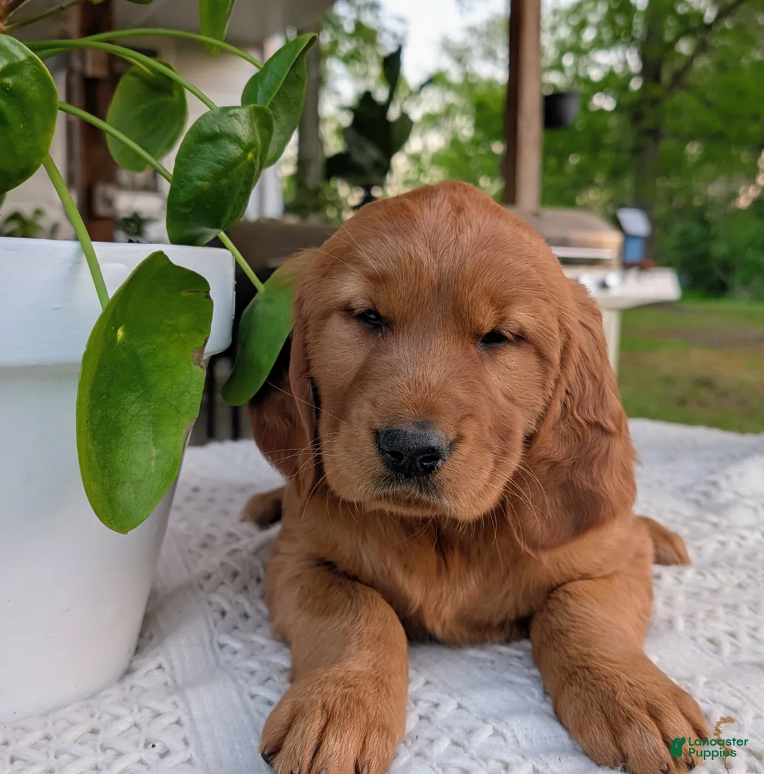 Golden Retriever dogs for sale: Hazel - Ad 2