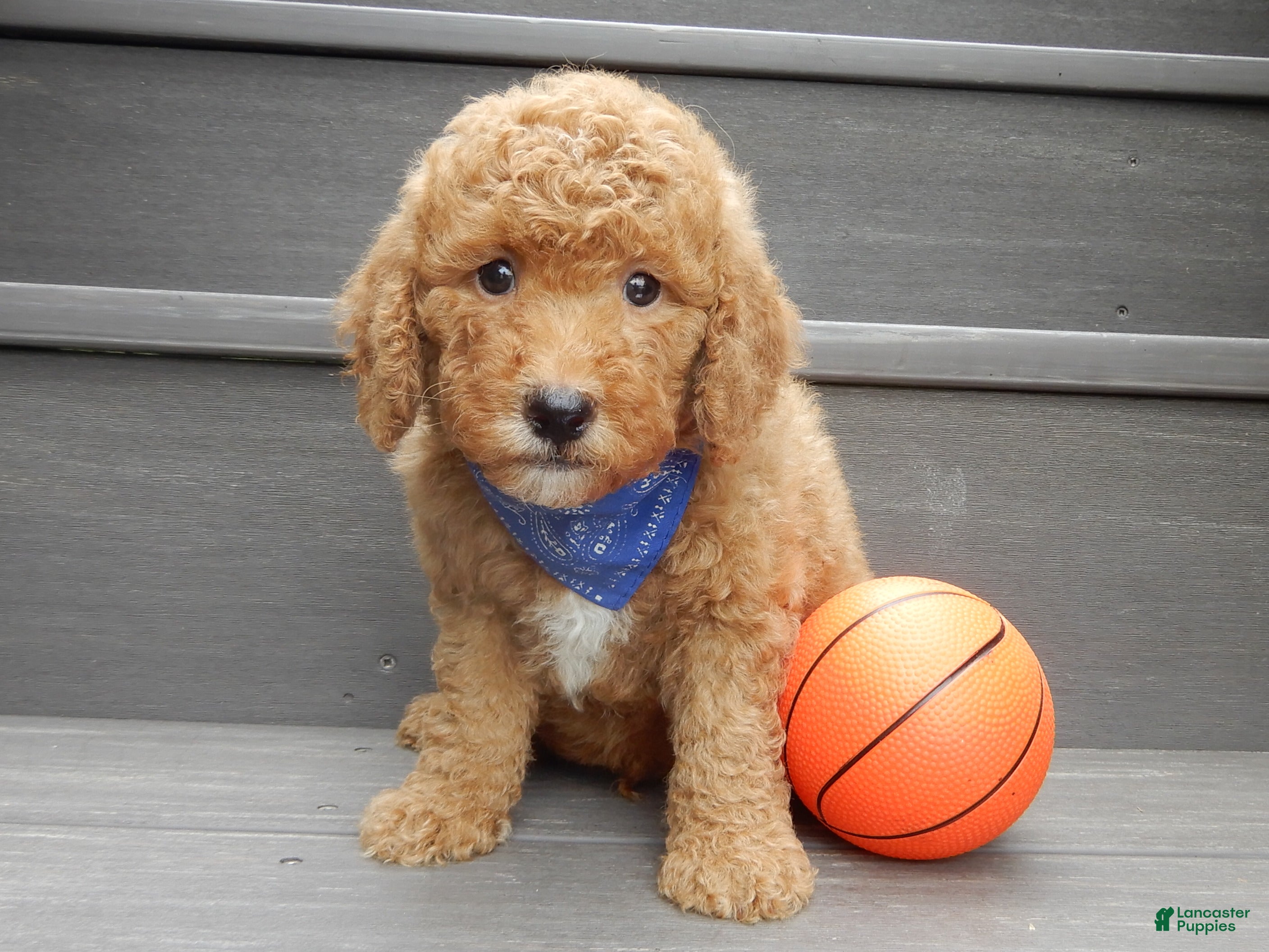 Mini Goldendoodle dogs Sammy - Ad 1