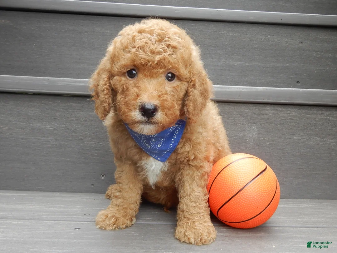 Mini Goldendoodle dogs for sale: Sammy - Ad 1