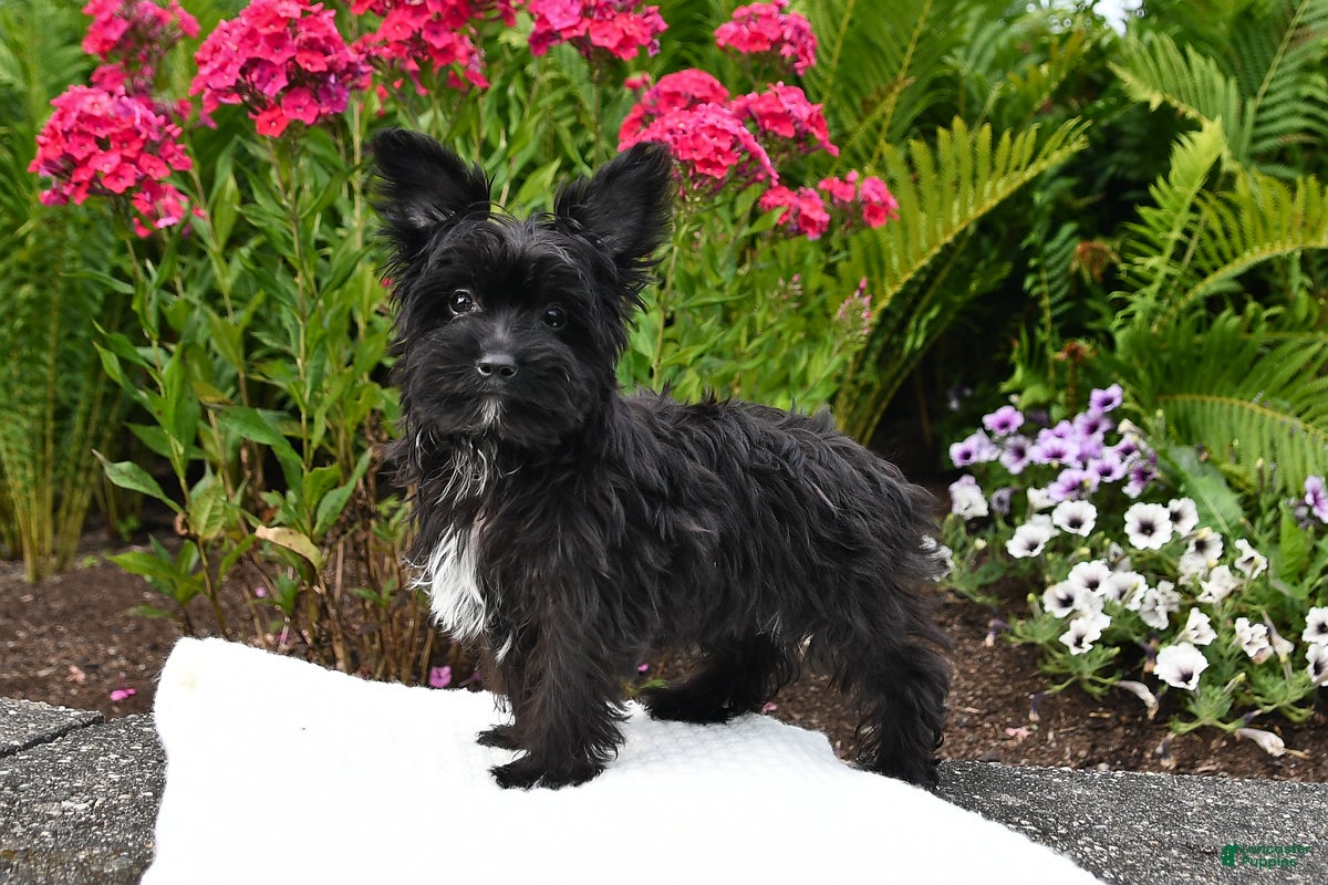 Yorkiepoo dogs Milo - Ad 1