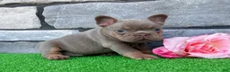 French Bulldog dogs for sale: Tracy - Ad 6
