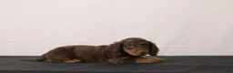 Dachshund dogs for sale: Leo - Ad 3
