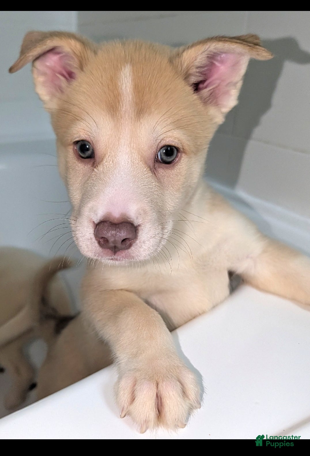 Peena (Pitsky, Female) in Orlando, FL