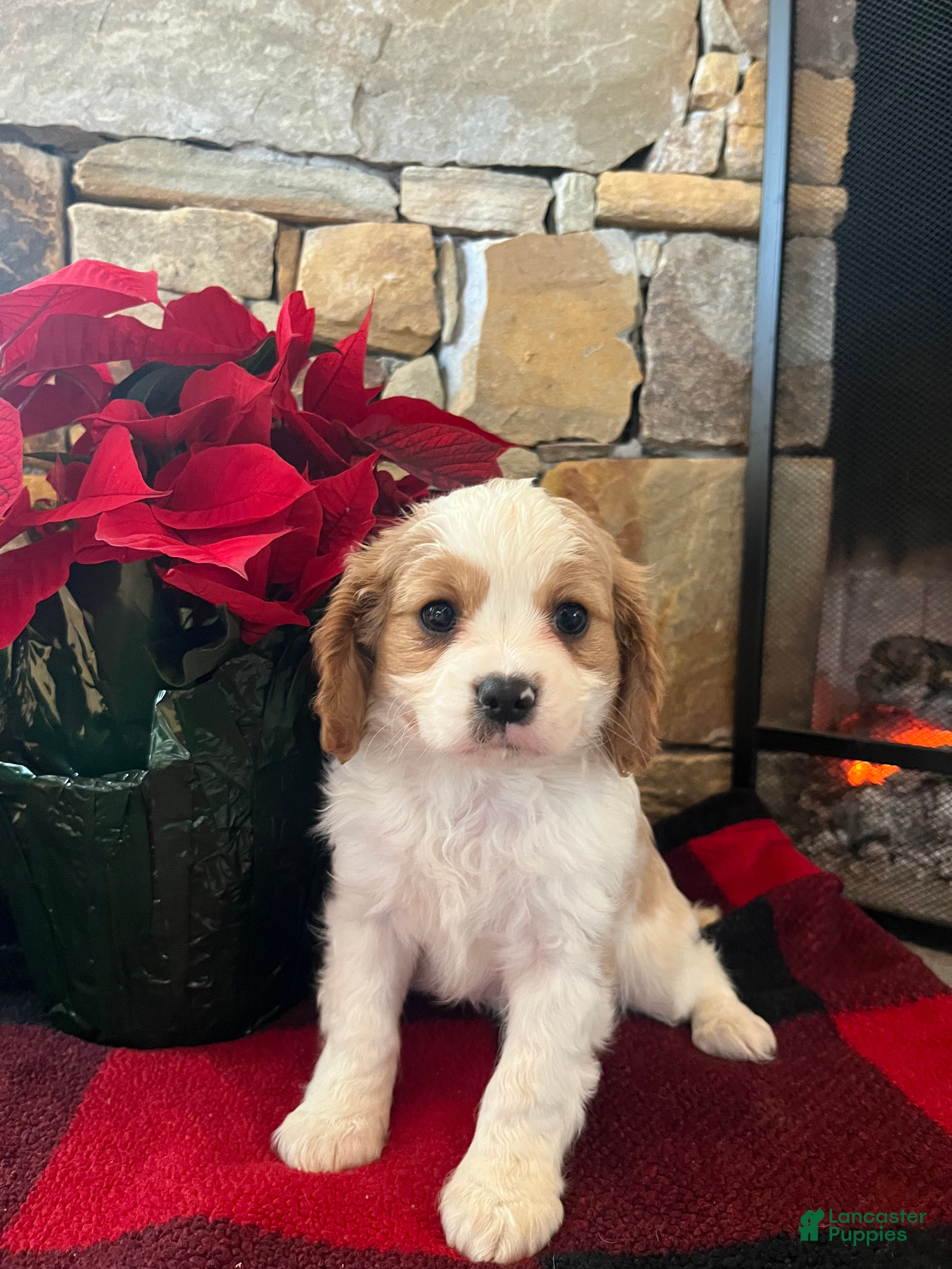 Cavapoo dogs for sale: Holly - Ad 4
