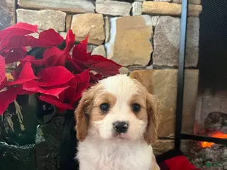 Cavapoo dogs for sale: Holly - Ad 3