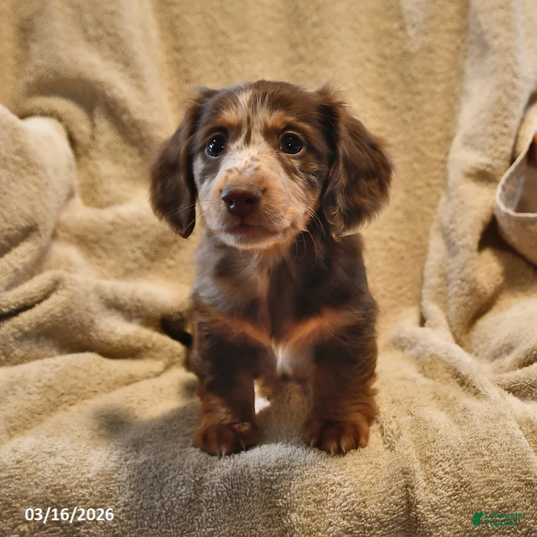 Miniature Dachshund dogs for sale: Rusty - Ad 1