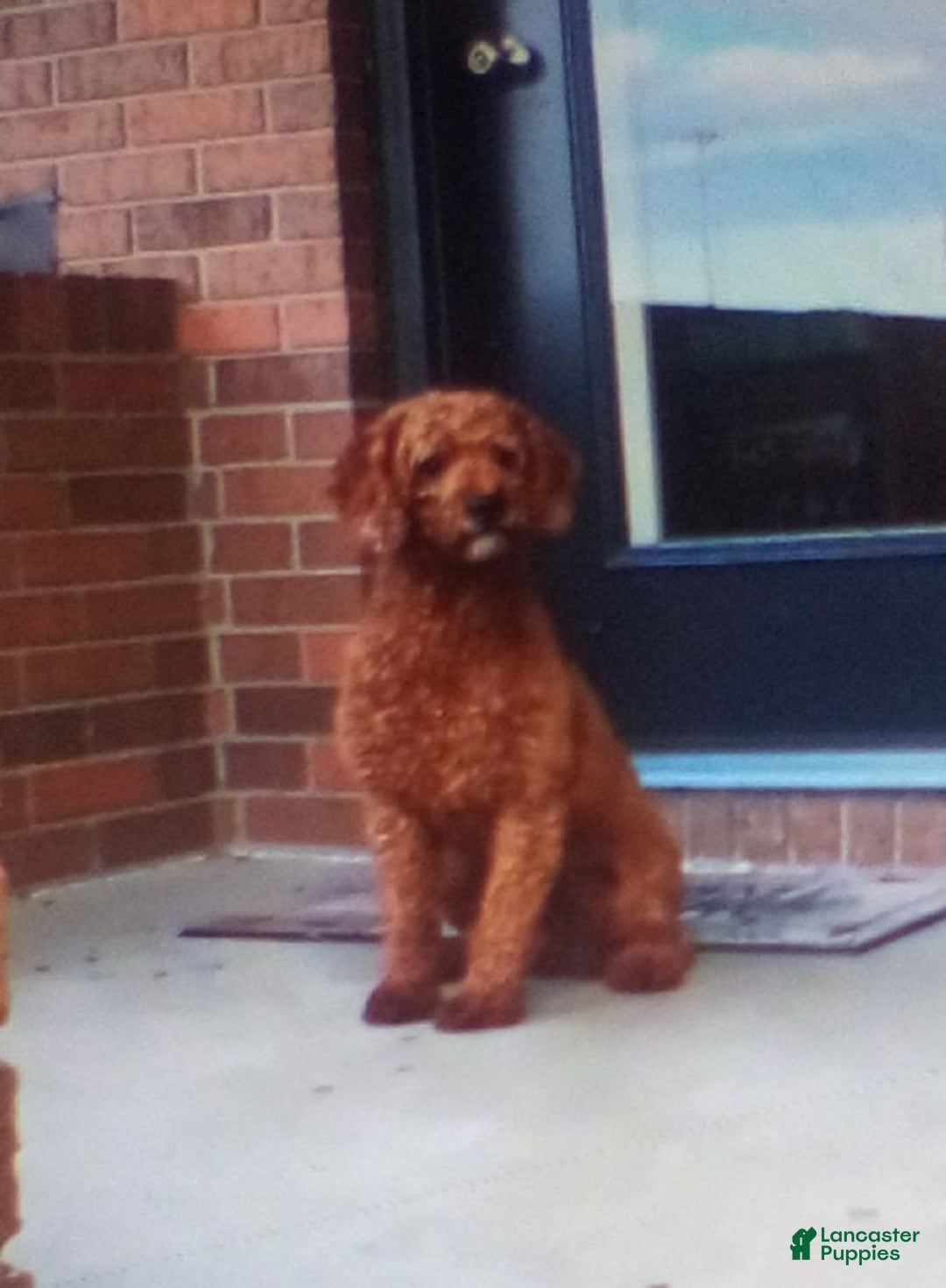 Bichpoo dogs for sale: Tango - Ad 8