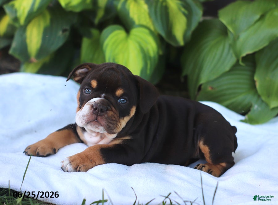 English Bulldog dogs Rosie - Ad 2