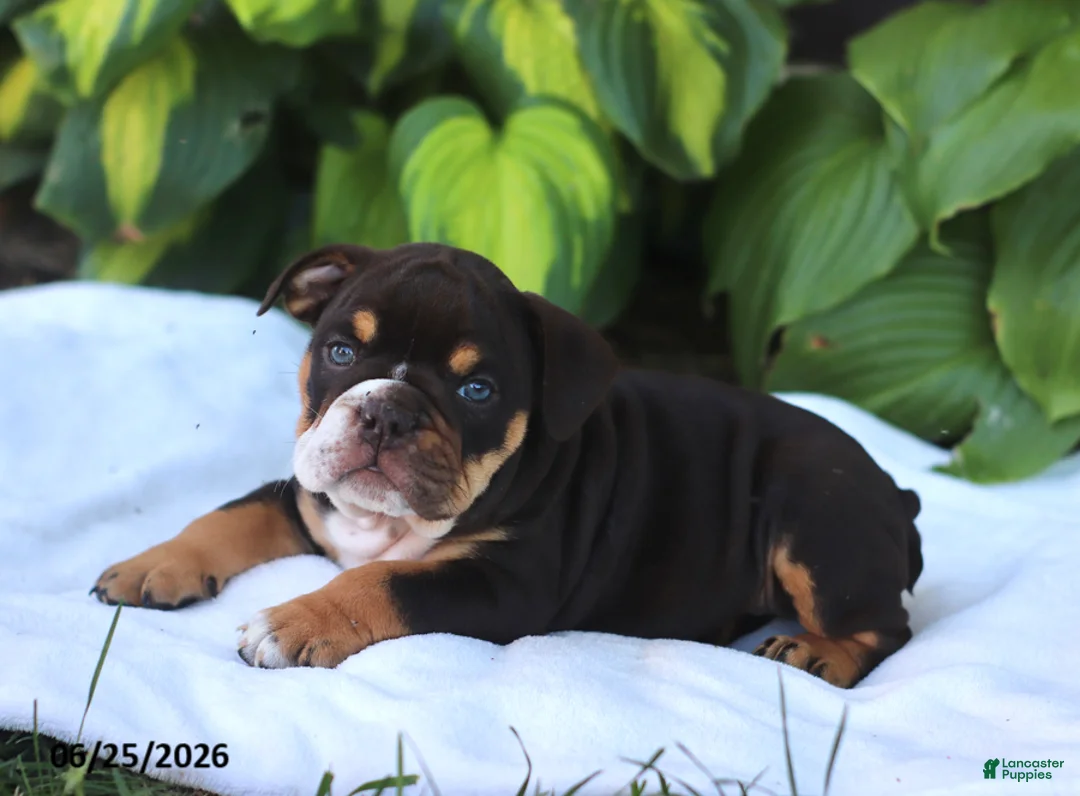 English Bulldog dogs for sale: Rosie - Ad 2
