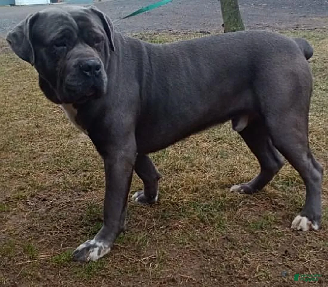 Cane Corso dogs for sale: Dozer - Ad 7