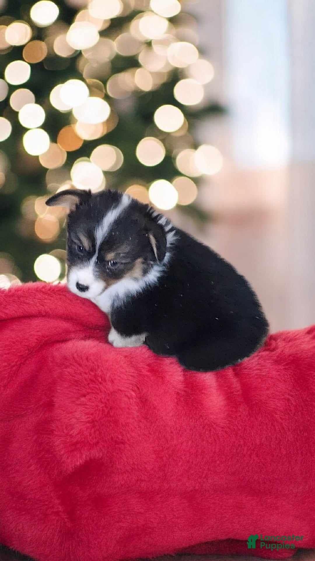 Welsh Corgi Pembroke dogs for sale: Blitzen fluffy  - Ad 4