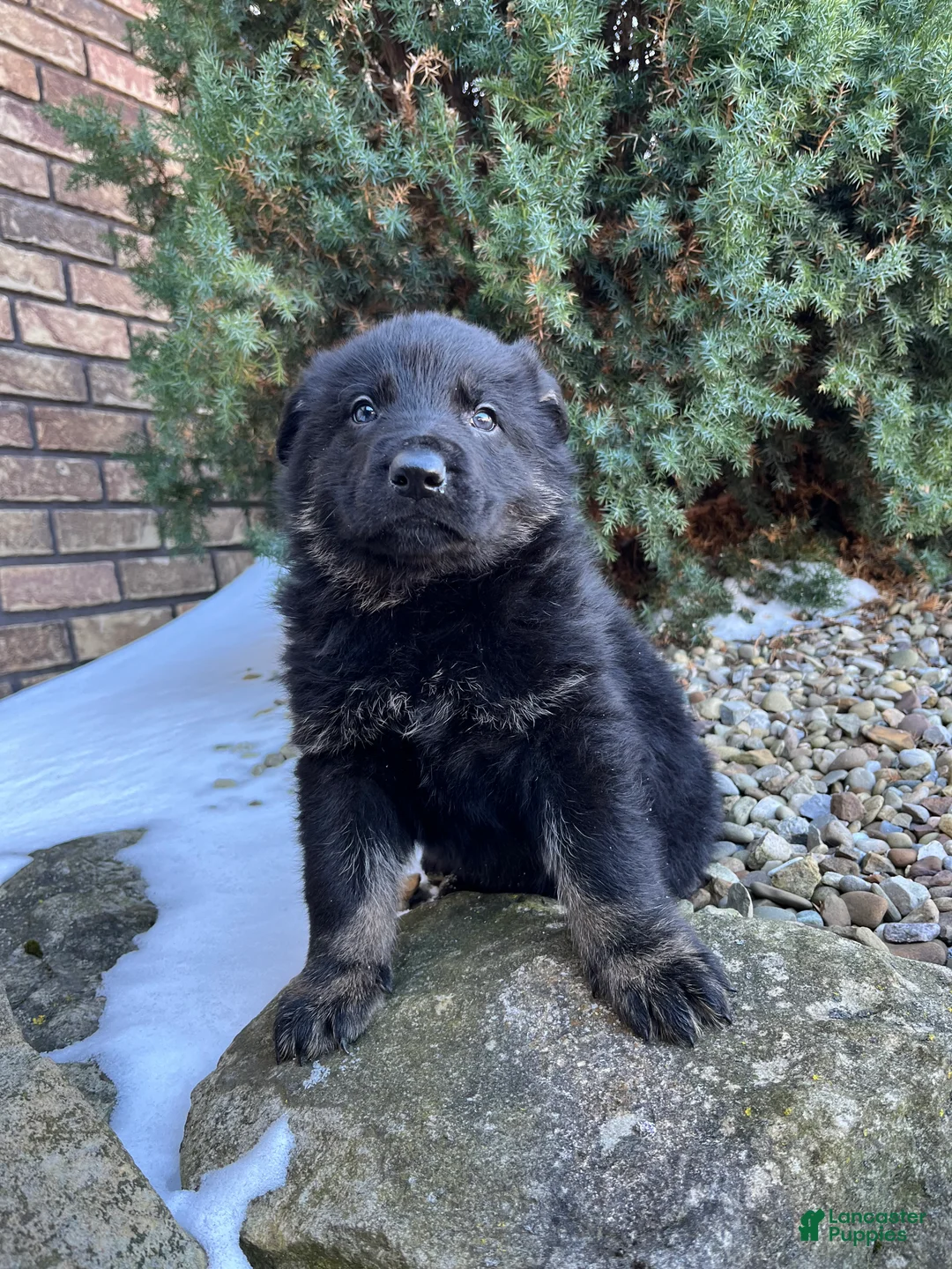 German Shepherd dogs for sale: Humphrey  - Ad 2