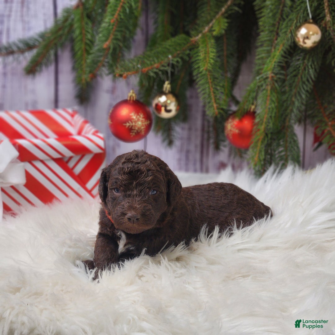 Labradoodle dogs for sale: Rose F1B - Ad 1