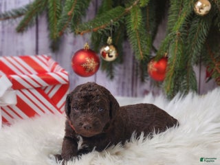 Labradoodle dogs Rose F1B - Ad 16