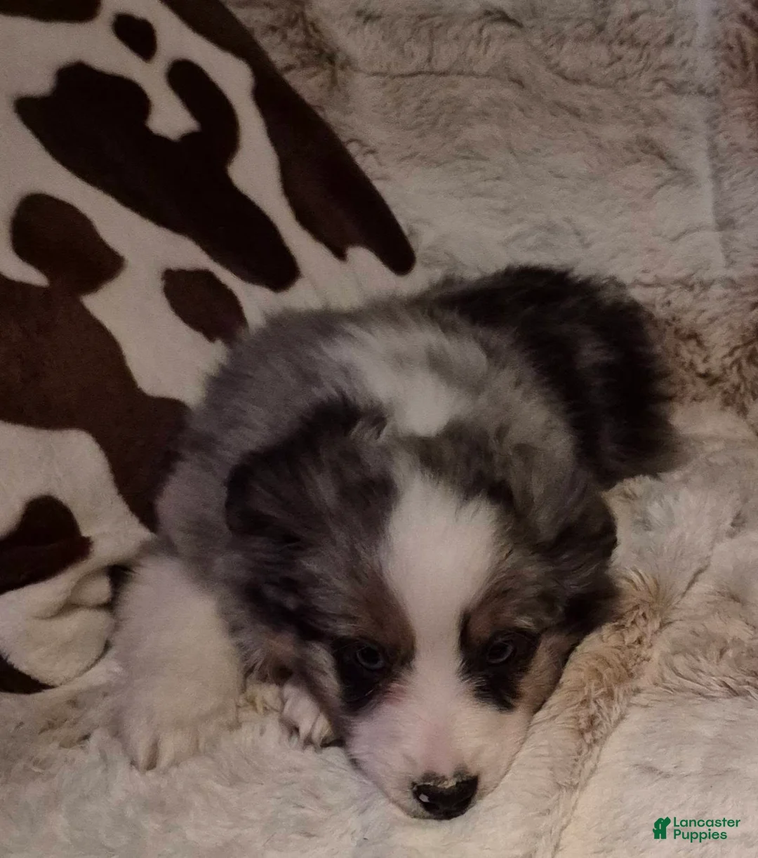 Toy Australian Shepherd dogs for sale: Toy Australian Shepherd Puppy 2 - Ad 8