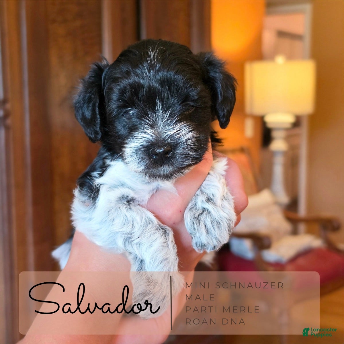 Miniature Schnauzer dogs Miniature Salvador Schnauzer 1 - Ad 1