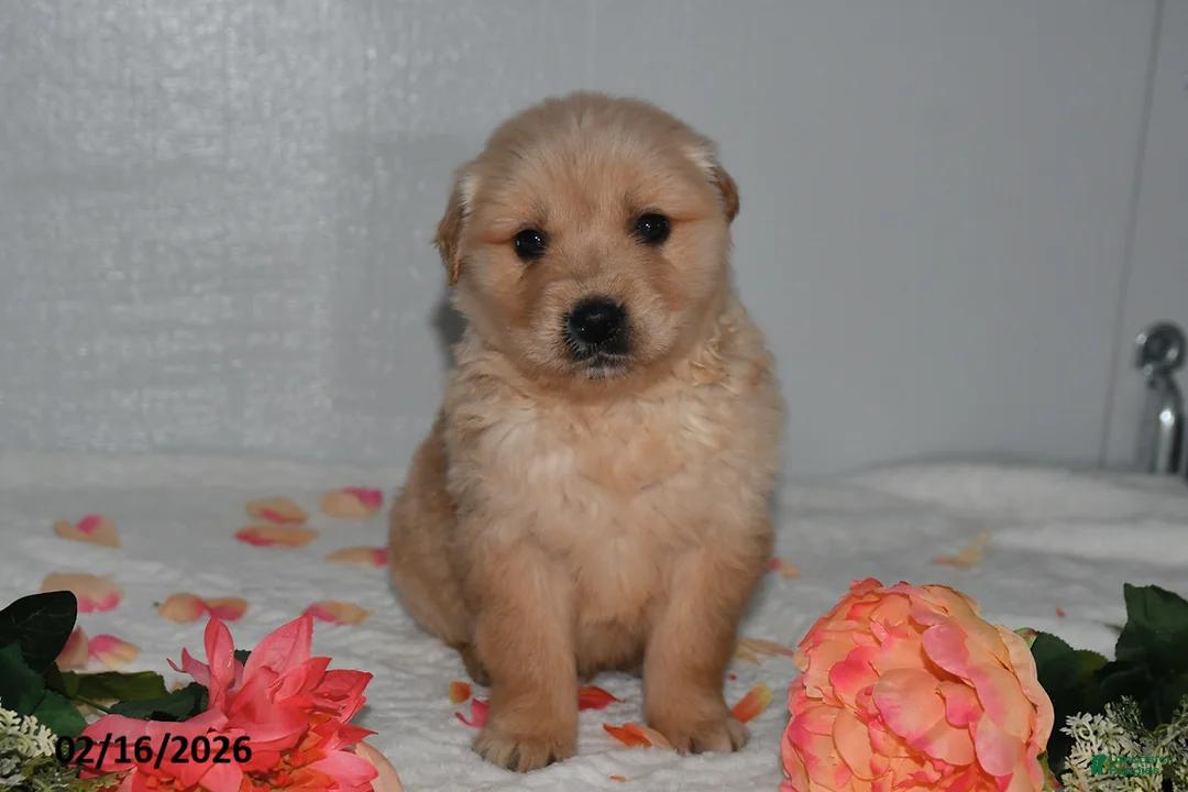 Golden Retriever dogs for sale: Oliver - Ad 3