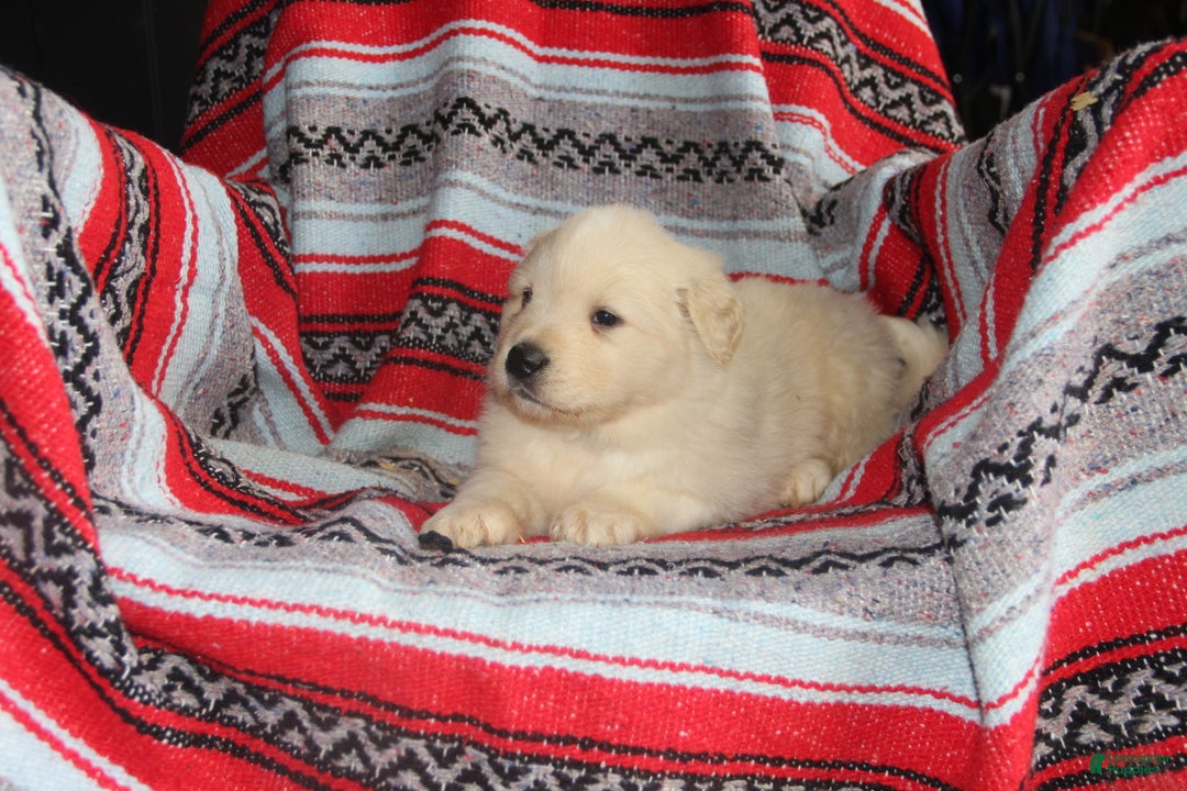 Mixed Breed dogs for sale: Romeo - Ad 2