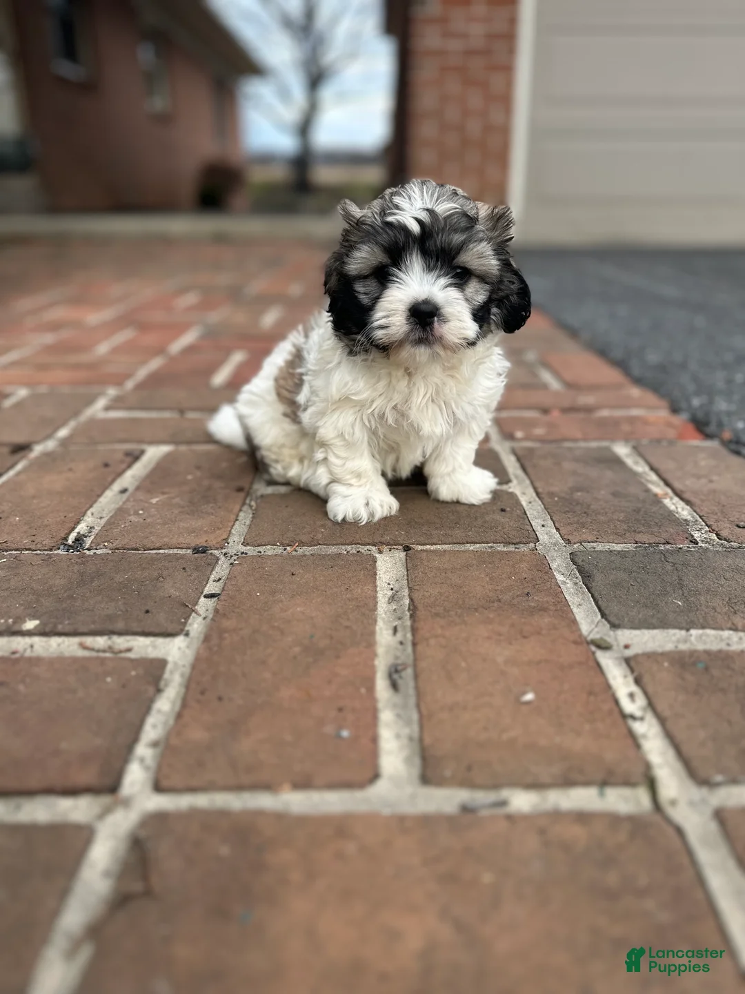 Teddy Bear dogs for sale: Teddy Bear Puppy 1 - Ad 1