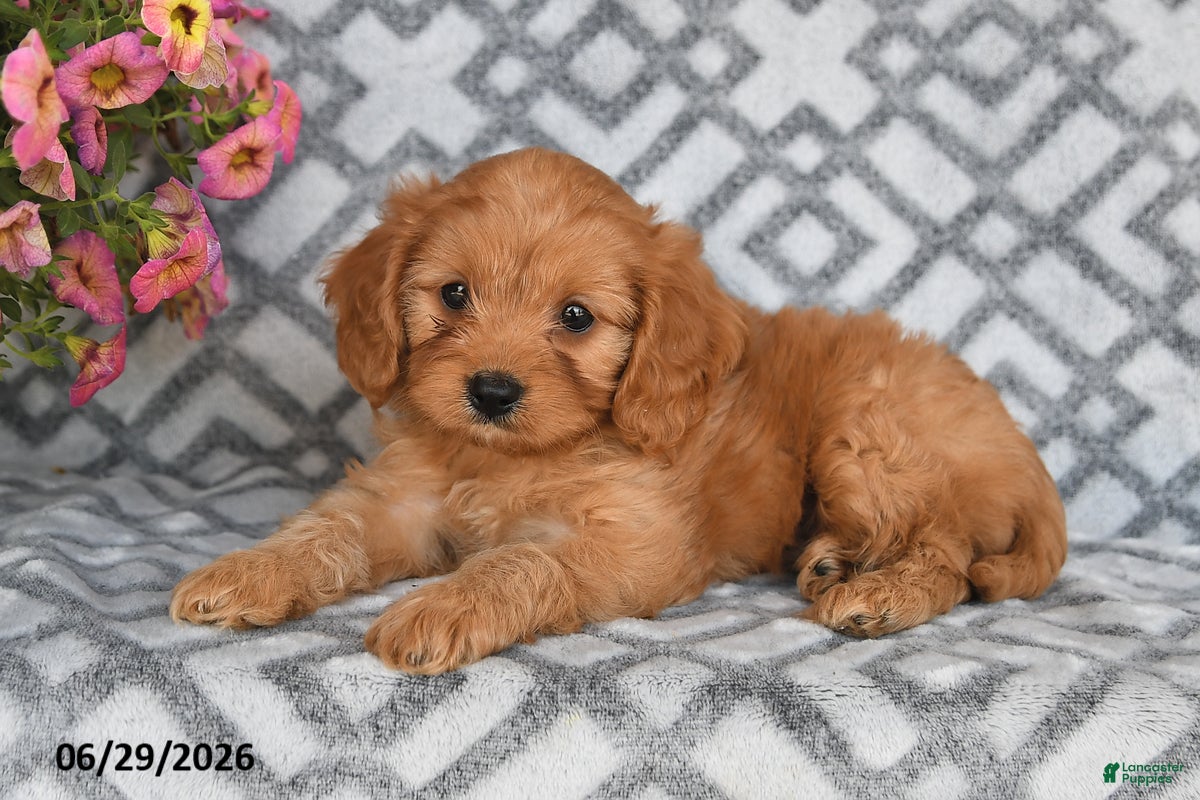 Cavapoo dogs Tanto - Ad 1