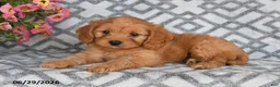 Cavapoo dogs for sale: Tanto - Ad 1