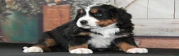 Bernese Mountain Dog dogs for sale: Helga AKC - Ad 1