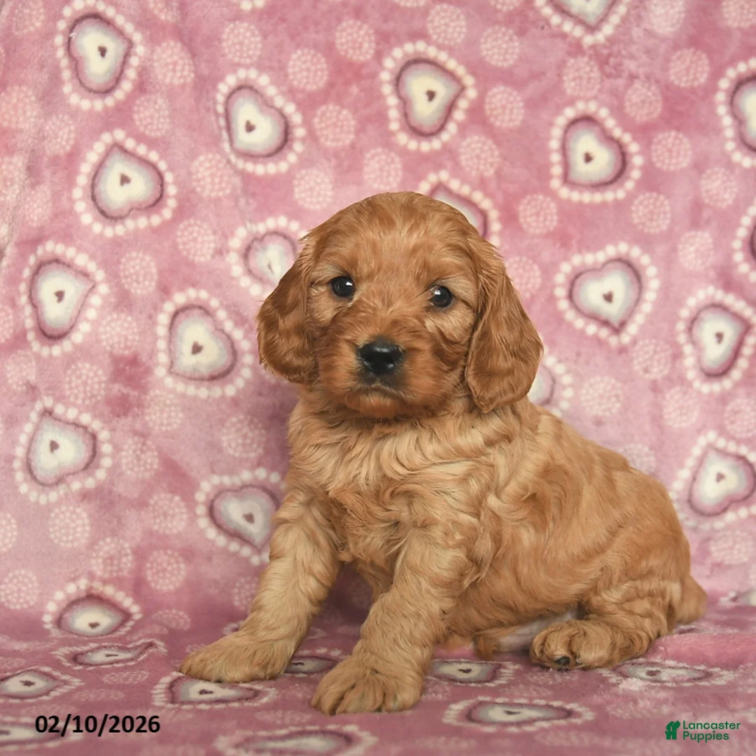 Cavapoo dogs for sale: Rusty  - Ad 1