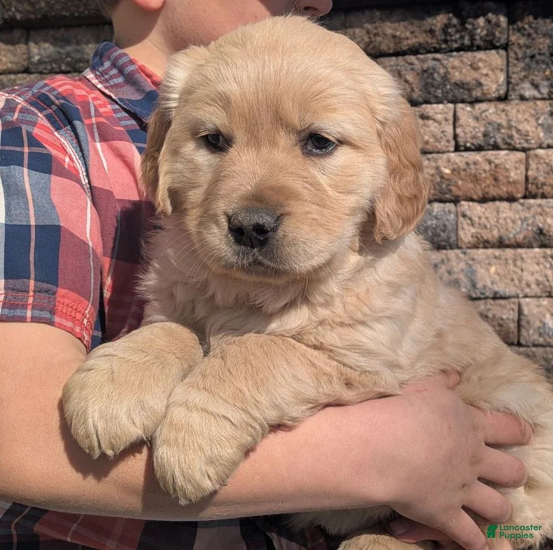 Golden Retriever dogs for sale: Jubilee - Ad 1