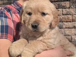 Golden Retriever dogs for sale: Jubilee - Ad 3