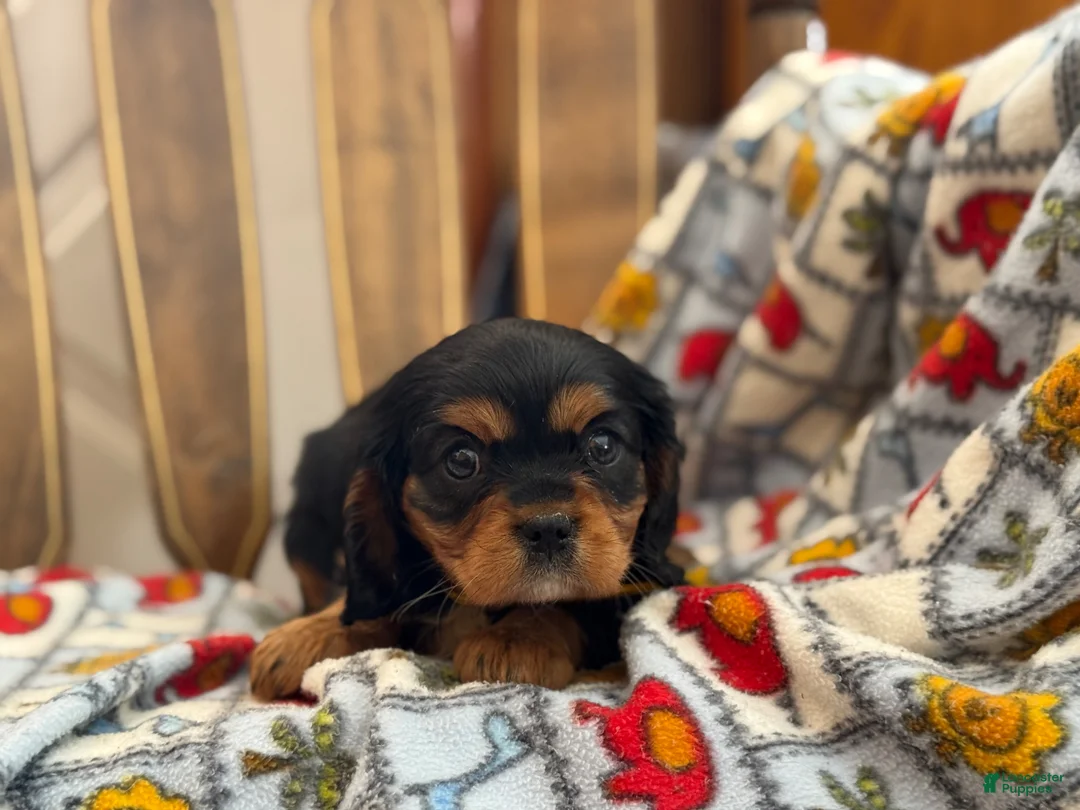 Cavalier King Charles Spaniel dogs for sale: Tiffany - Ad 4