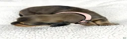 Miniature Dachshund dogs for sale: Cherry - Ad 7