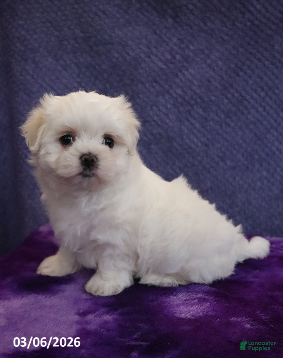 Maltese dogs Nicky - Ad 2