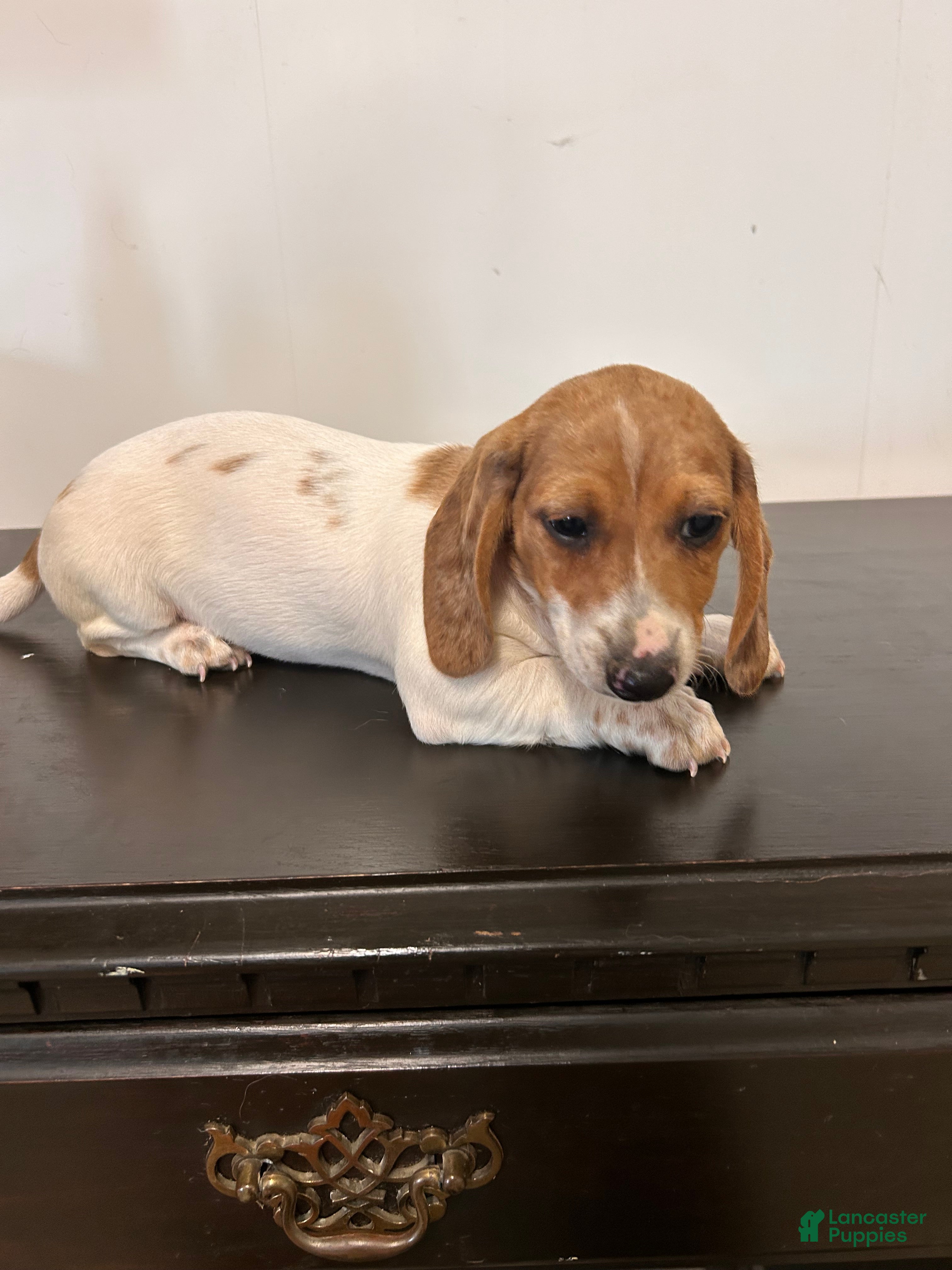 Miniature Dachshund dogs Arjun  - Ad 1