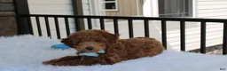 Bichpoo dogs for sale: Flynn  - Ad 4