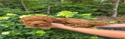 Mini Goldendoodle dogs for sale: Cruz - Ad 2