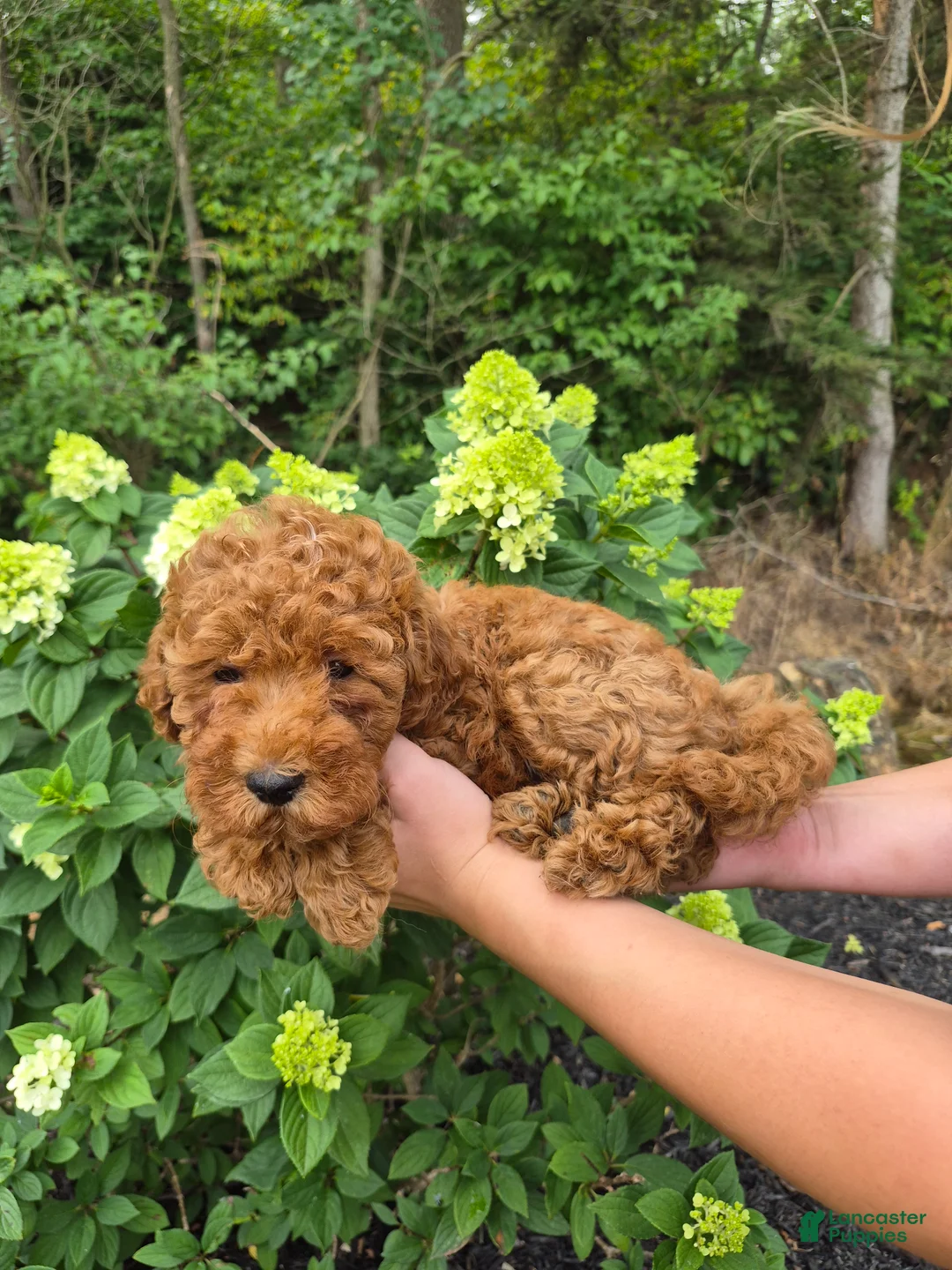 Mini Goldendoodle dogs for sale: Cruz - Ad 2