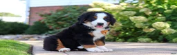 Bernese Mountain Dog dogs for sale: Milo - Ad 2