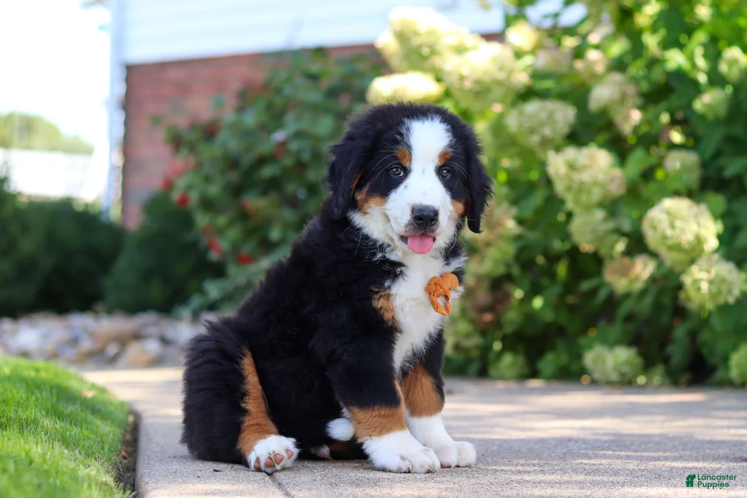 Bernese Mountain Dog dogs for sale: Milo - Ad 2