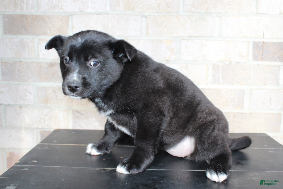 Mixed Breed dogs for sale: Sasha - Ad 5