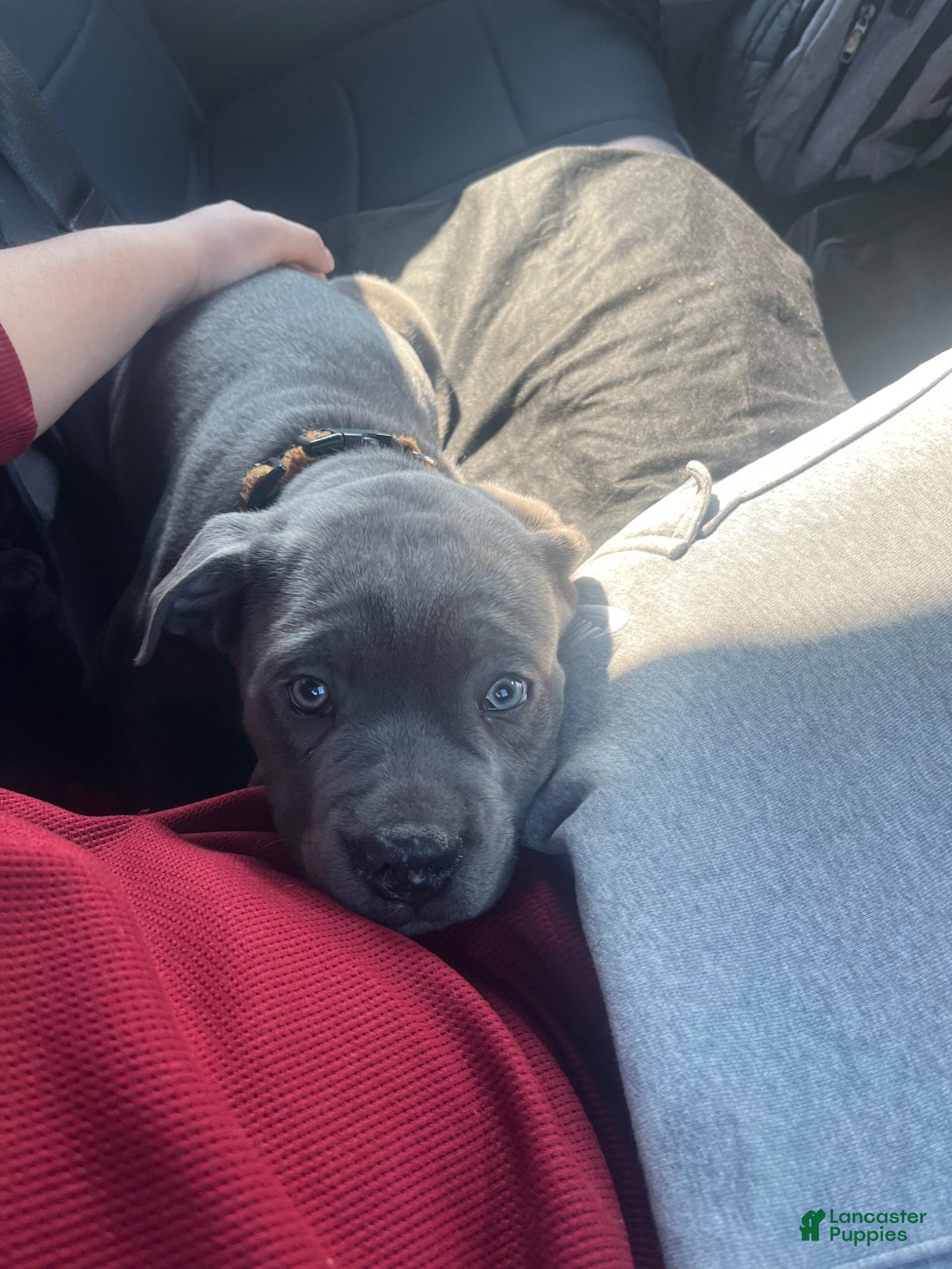 Cane Corso dogs Zeus - Ad 41