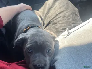 Cane Corso dogs Zeus - Ad 41