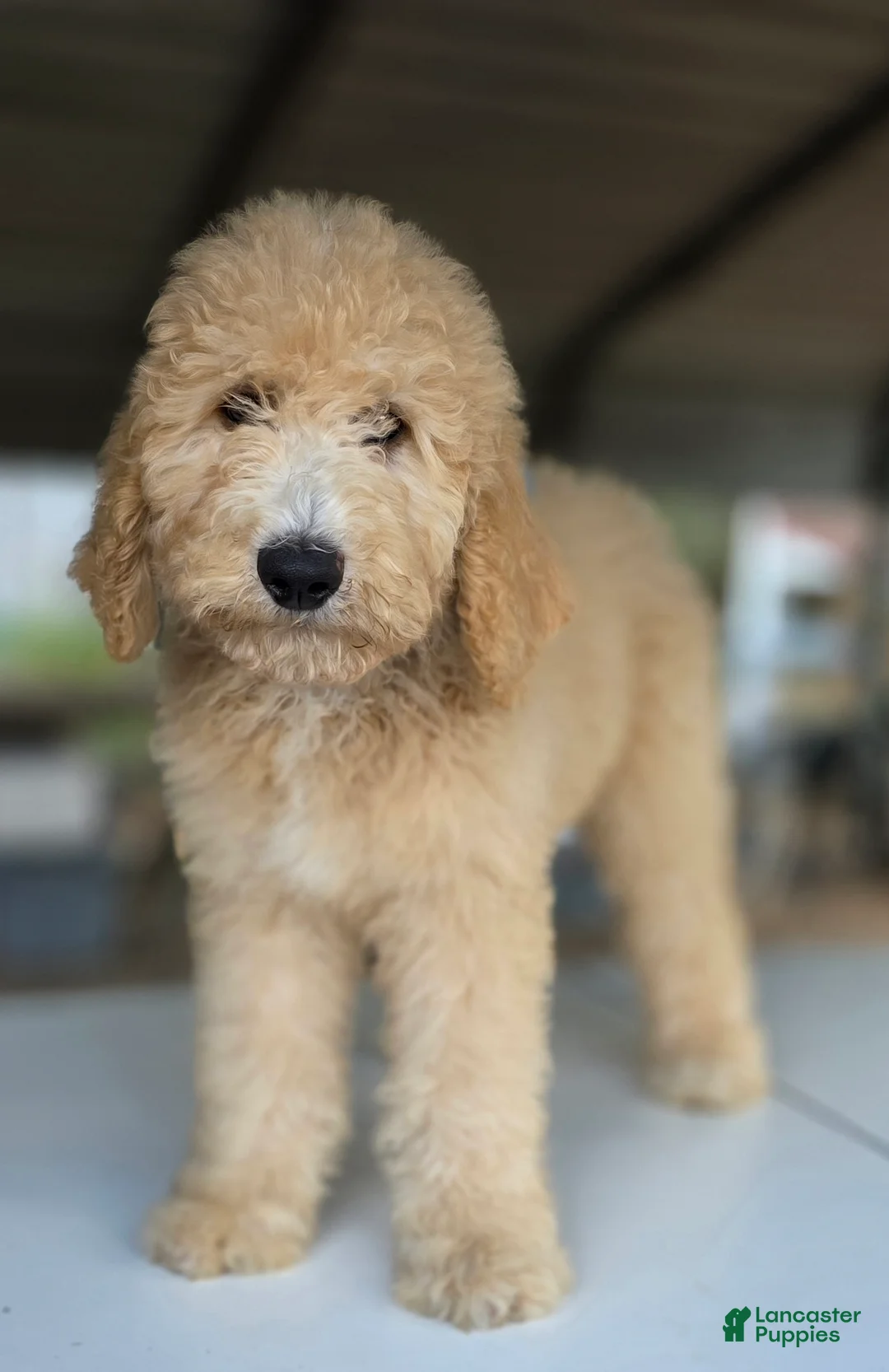 Goldendoodle dogs for sale: Dude - Ad 1