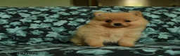Pomeranian dogs for sale: Deana - Ad 1
