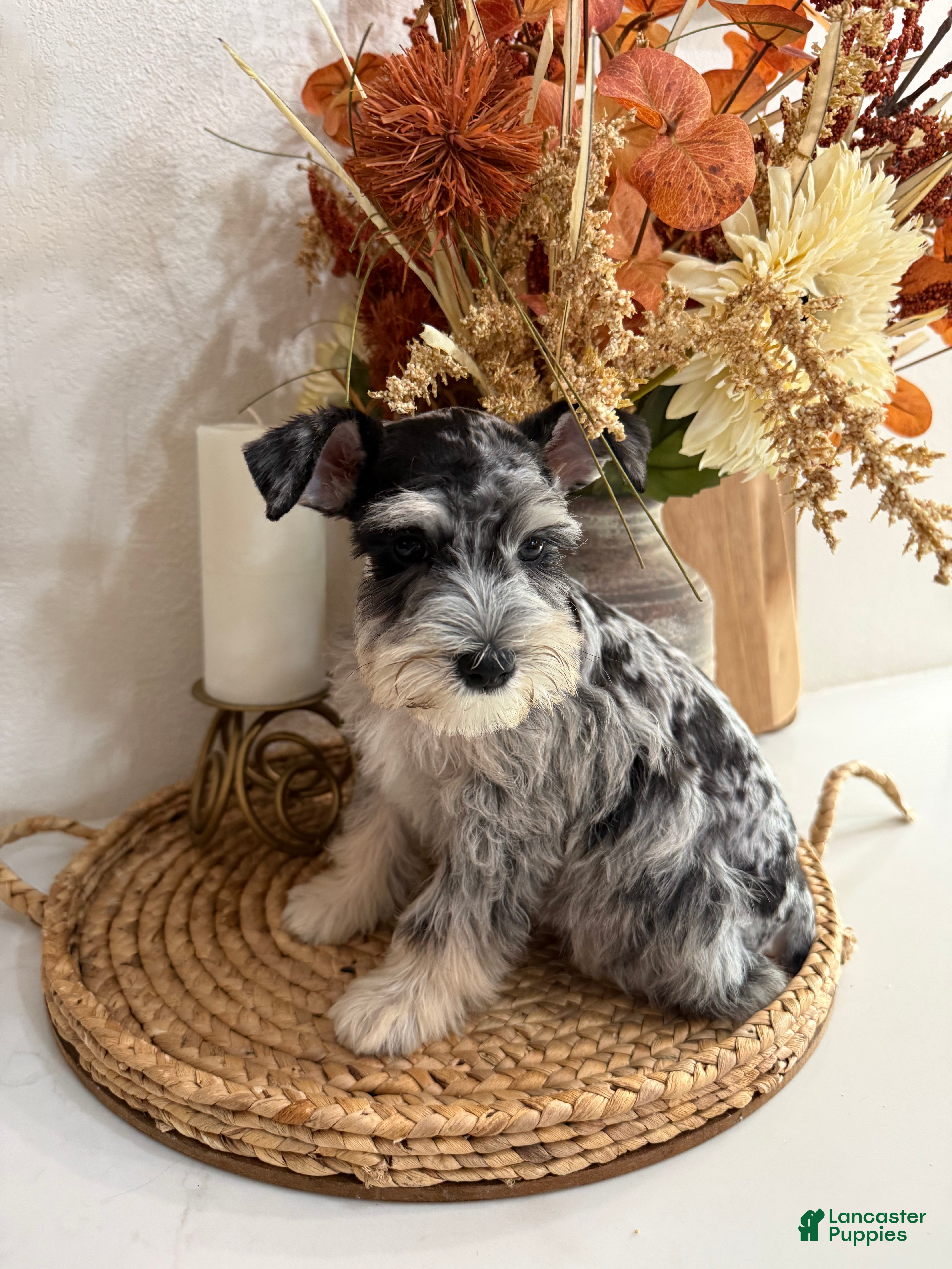 Strawberry (Miniature Schnauzer, Female) in Rolla, MO