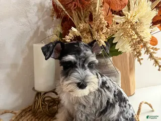 Miniature Schnauzer dogs Strawberry - Ad 36