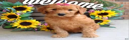 Goldendoodle dogs for sale: Remy - Ad 3