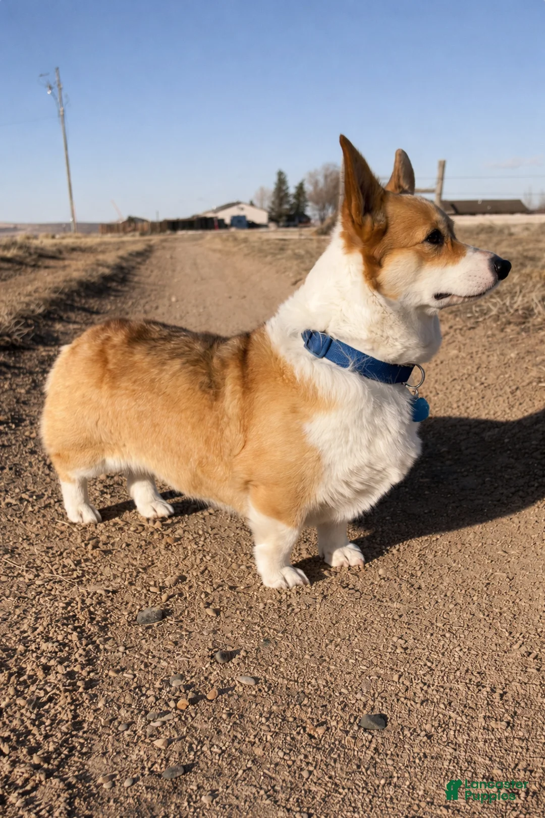 Welsh Corgi Pembroke dogs for sale: Welsh Corgi Pembroke Puppy 3 - Ad 2