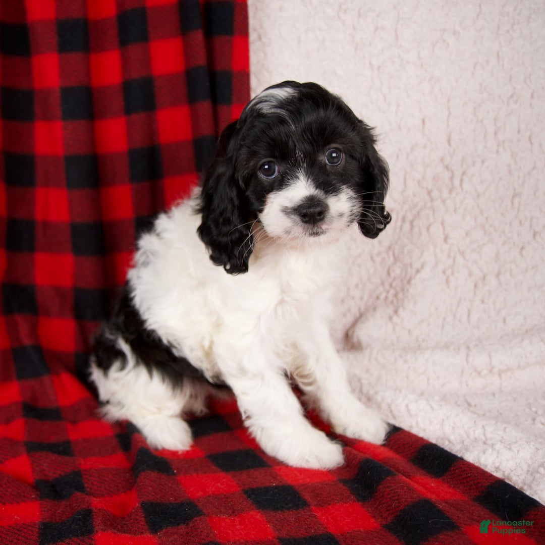 Cavapoo dogs for sale: Stella - Ad 4