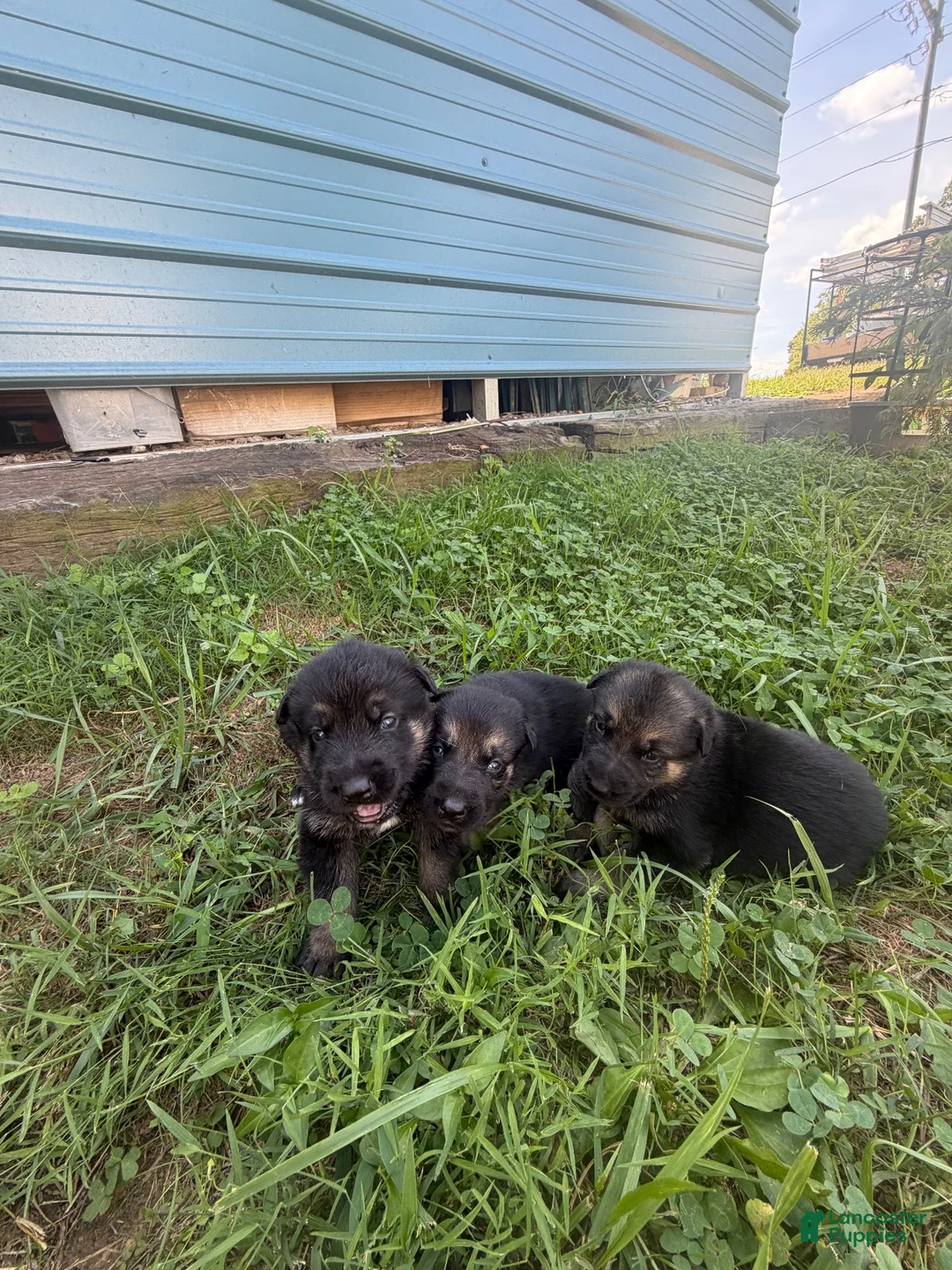 German Shepherd dogs for sale: German Shepherd 2 - Ad 1