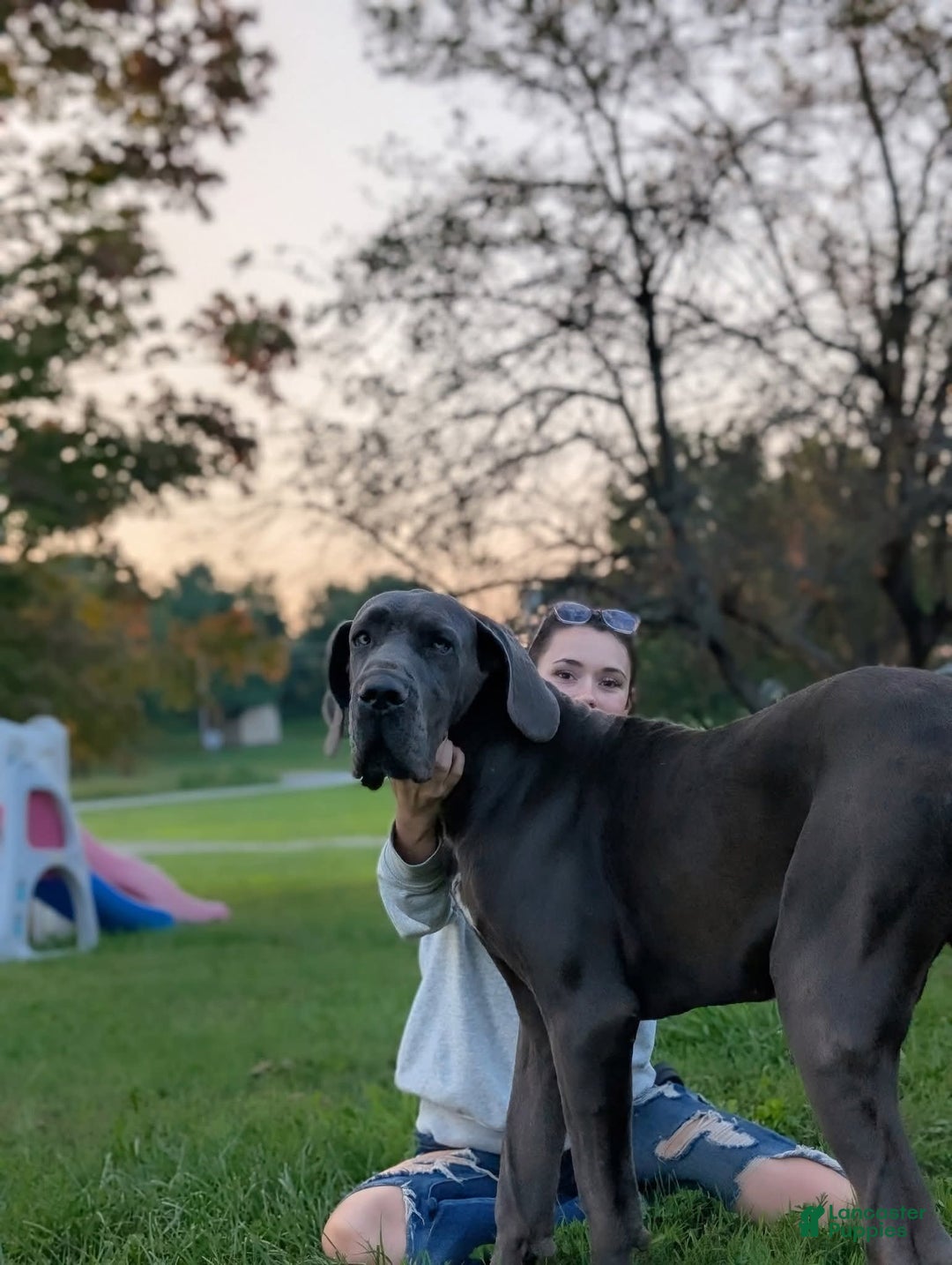 Full Grown Great Dane Full Grown Female Blue Great Dane Full Grown